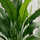 Spathiphyllum Sweet Sebastiano Ø:24 H:100 cm
