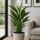 Spathiphyllum Sweet Sebastiano Ø:24 H:100 cm