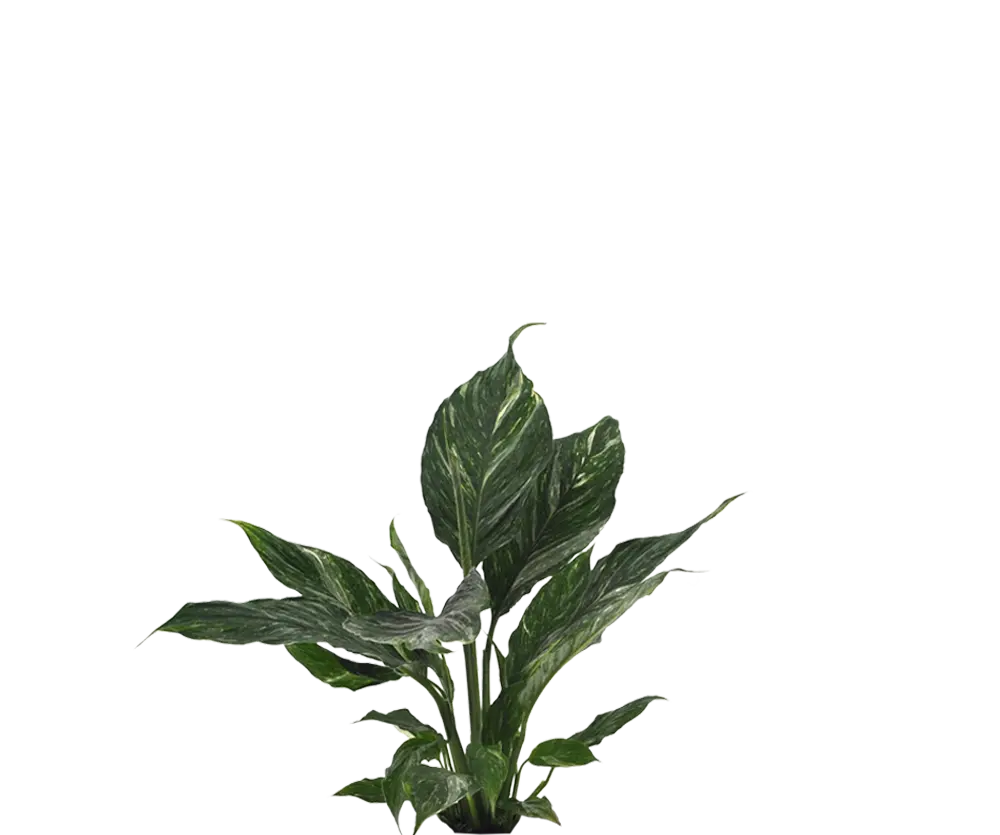 Spathiphyllum Diamond Ø:12 H:40 cm