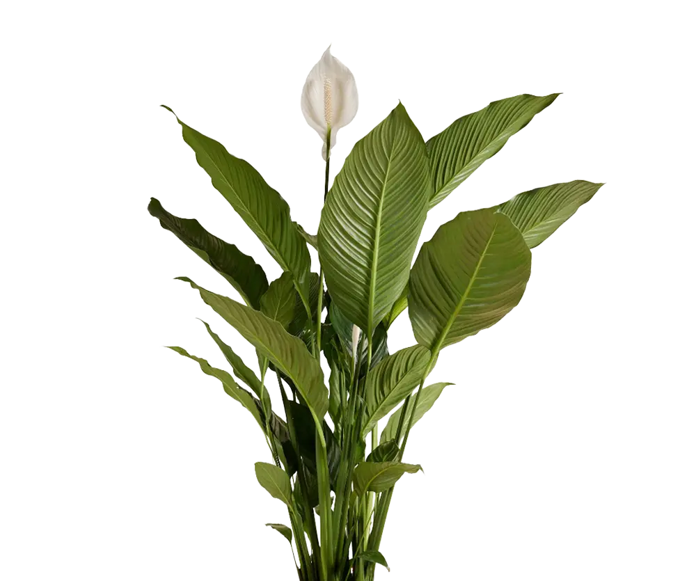 Spathiphyllum Sweet Sebastiano Ø:24 H:100 cm