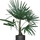 Trachycarpus fortunei Ø:24 H:100 cm