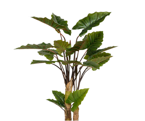 Alocasia Künstlich H: 160cm