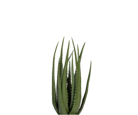 Aloe Vera Künstlich H: 55cm