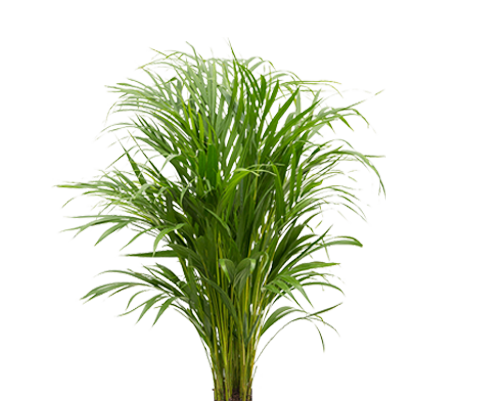 Areca - Goldfruchtpalme Ø:21 H:120 cm