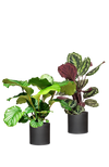 Calathea Set - Orbifolia & Medallion