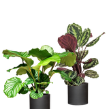 Calathea Set - Orbifolia & Medallion