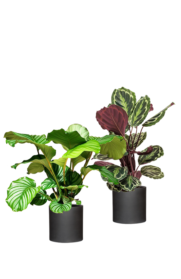 Calathea Set - Orbifolia & Medallion