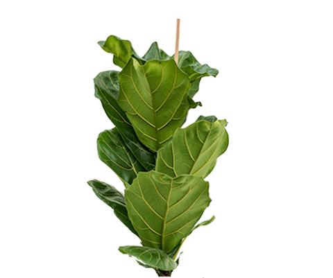 Ficus Lyrata - Geigenfeige Ø:21 H:90 cm