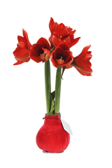 Amaryllis in Wachs – Velvet Rot