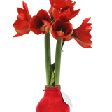 Amaryllis in Wachs – Velvet Rot