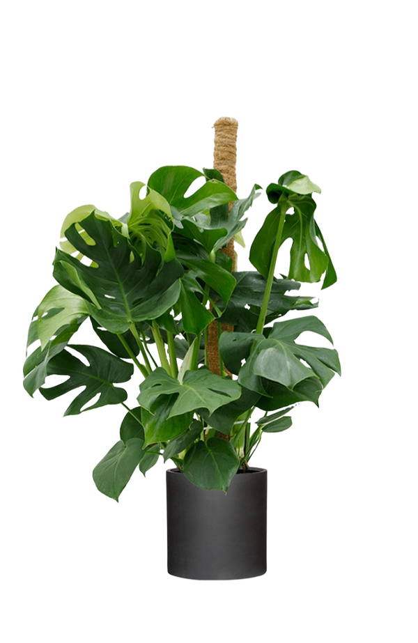 Monstera Deliciosa mit Moosstab Ø:24 H:110 cm