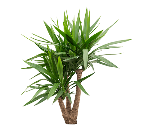 Palmlilie - Yucca Elephantipes Ø:27 H:110 cm
