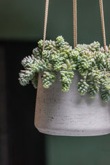 Hanging Patt Grau