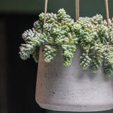 Hanging Patt Grau