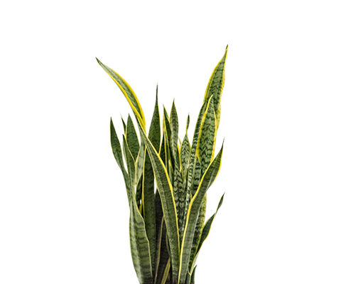 Bogenhanf - Sansevieria laurentii Ø:19 H:60 cm