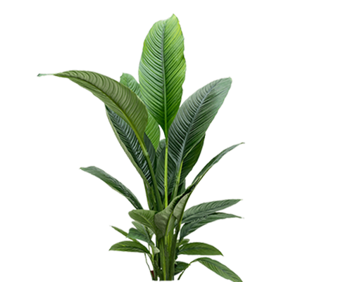 Spathiphyllum Sensation Ø:24 H:120 cm
