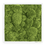Moosbild Ballenmoos 35x35 cm
