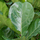 Ficus Lyrata - Geigenfeige Ø:21 H:90 cm