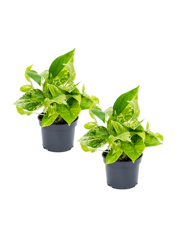 Marble Queen 2er Set