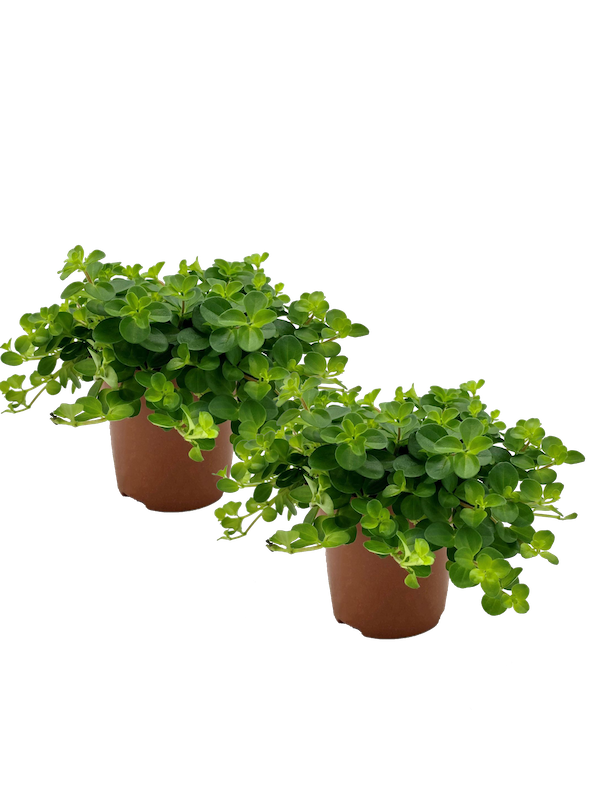 Peperomia rotundifolia 2er Set