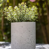 Suzi Grey Washed