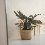 Patt Straw Grass handgewebter Pflanzkorb