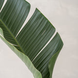 Patt Straw Grass handgewebter Pflanzkorb