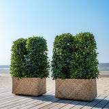 Pflanzkorb Bohemian Rafi