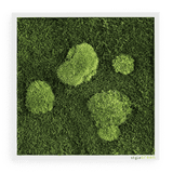 Moosbild Wald- und Ballenmoos 35x35 cm
