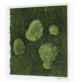 Moosbild Wald- und Ballenmoos 35x35 cm