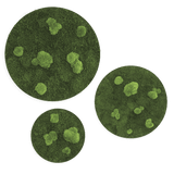 Moosbild ELLIPSOID Flach- und Ballenmoos 3er Set