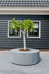 Seating Circle Grau