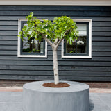 Seating Circle Grau Finestgreen 