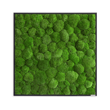 Moosbild Ballenmoos 80x80 cm
