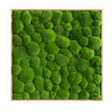 Moosbild Ballenmoos 80x80 cm